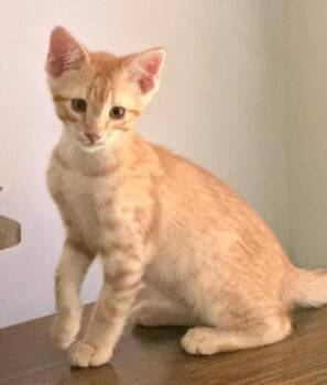 Joey -  Domestic Short Hair Cat for Adoption in Chamblee, Georgia - Joey | PetCurious