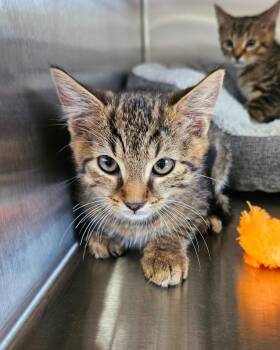 Domestic Short Hair Cats Available for Adoption in Maryville, Tennessee - Bubsy | PetCurious