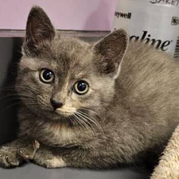 Emmy Lou - Located at PetSmart near Lindale mall -  Domestic Short Hair Cat for Adoption in Cedar Rapids, Iowa - Emmy Lou - Located At PetSmart Near Lindale Mall | PetCurious