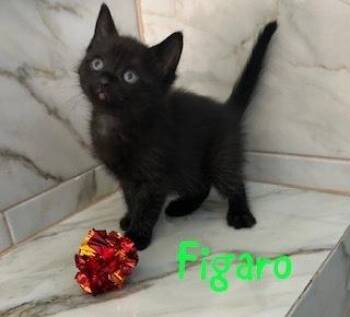 Figaro -  Domestic Short Hair Cat for Adoption in Ruskin, Florida - Figaro | PetCurious