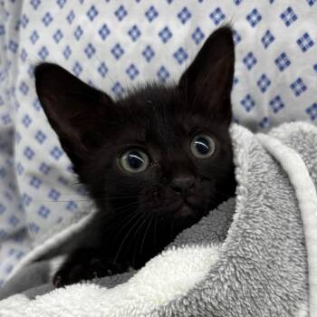 Cookie -  Domestic Short Hair Cat for Adoption in West Palm Beach, Florida - Cookie | PetCurious