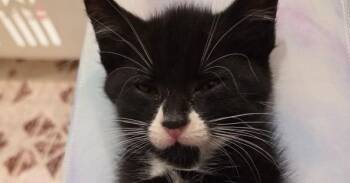 Mustache Man -  Domestic Short Hair Cat for Adoption in Skippack, Pennsylvania - Mustache Man | PetCurious