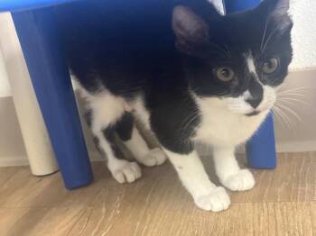 Blueberry -  Domestic Short Hair Cat for Adoption in Corpus Christi, Texas - Blueberry | PetCurious
