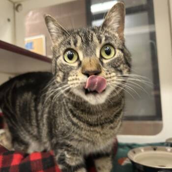 Sewing Needle -  Domestic Short Hair Cat for Adoption in Cheyenne, Wyoming - Sewing Needle | PetCurious