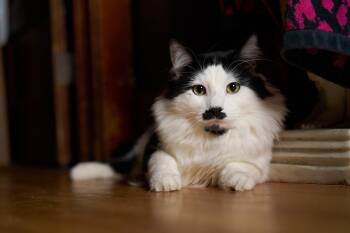 Domestic Long Hair Cats Available for Adoption - Jet Screamer | PetCurious
