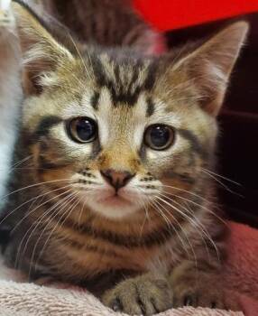 Domestic Short Hair Cats Available for Adoption in Kansas City, Missouri - Bob | PetCurious