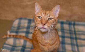 Domestic Short Hair Cats Available for Adoption in Lincoln, California - Aura | PetCurious