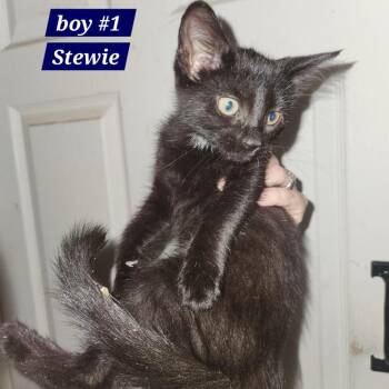 Stewie -  Domestic Short Hair Cat for Adoption in Charlottesville, Virginia - Stewie | PetCurious