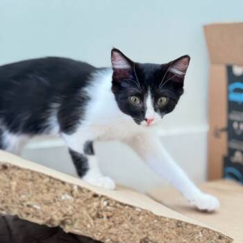 Rescue Domestic Short Hair Cats for Adoption in Los Angeles, California - Oreo | PetCurious
