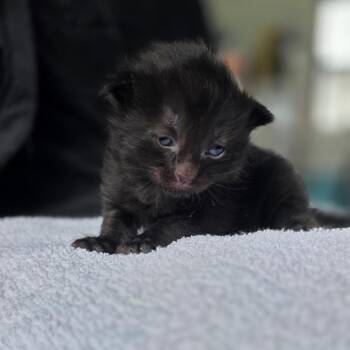 Domestic Short Hair Cats Available for Adoption in Chapel Hill, North Carolina - Frank | PetCurious
