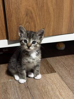 Domestic Short Hair Cats Available for Adoption in Los Angeles, California - Madison  | PetCurious