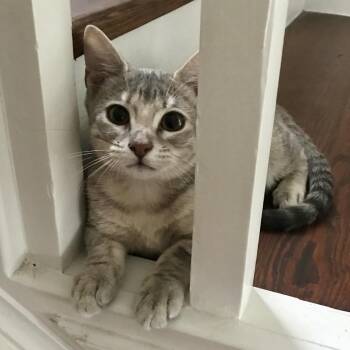 Nya -  American Shorthair Cat for Adoption in Houston, Texas - Nya | PetCurious