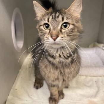 Domestic Long Hair Cats Available for Adoption in Dayton, Ohio - Anastasia | PetCurious