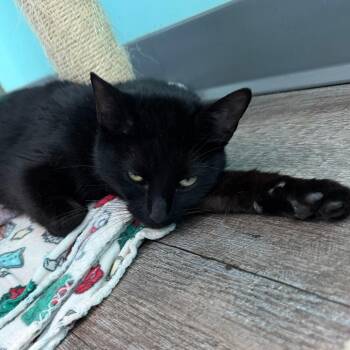 Manganese -  Domestic Short Hair Cat for Adoption in Marion, Virginia - Manganese | PetCurious