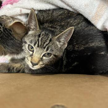Ronaldo -  Domestic Short Hair Cat for Adoption in Newark, New Jersey - Ronaldo | PetCurious