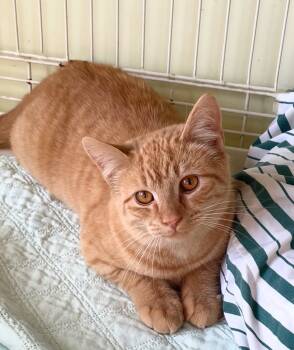 Rescue Domestic Long Hair Cats for Adoption in Westfield, New York - Sherlock | PetCurious