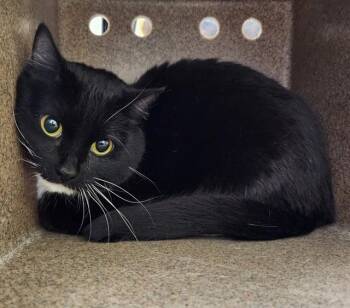 Domestic Short Hair Cats Available for Adoption in Pueblo, Colorado - OREO | PetCurious