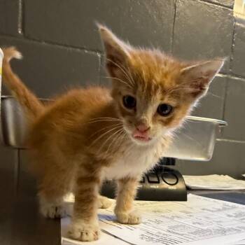 TUSC-Stray-84714 -  Domestic Short Hair Cat for Adoption in Tuscaloosa, Alabama - TUSC-Stray-84714 | PetCurious
