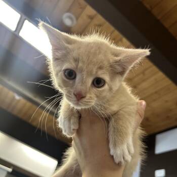 Rainbow Bright -  Domestic Short Hair Cat for Adoption in Durango, Colorado - Rainbow Bright | PetCurious