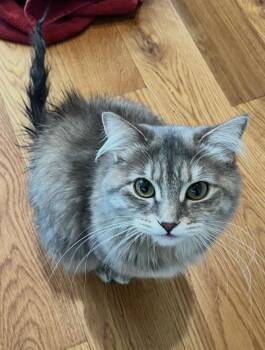 Domestic Medium Hair Cats Available for Adoption - Roxie | PetCurious