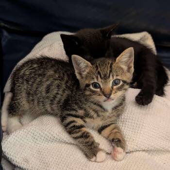 Diego, Fresno, & San Francisco -  Domestic Short Hair Cat for Adoption in Weehawken Township, New Jersey - Diego, Fresno, & San Francisco | PetCurious