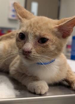 Rescue Domestic Short Hair Cats for Adoption in Ontario, California - NACHO | PetCurious