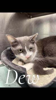 Domestic Short Hair Cats Available for Adoption in Cambridge, Maryland - Dew | PetCurious
