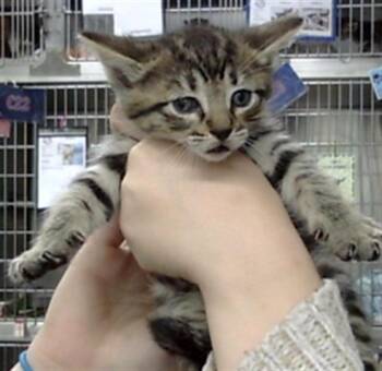 A185172 -  Domestic Short Hair Cat for Adoption in Pasadena, Texas - A185172 | PetCurious