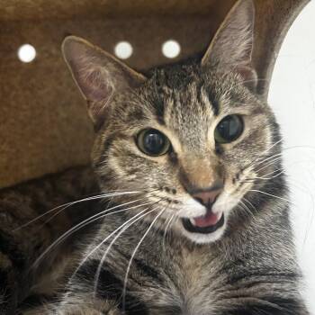 Bunny -  Domestic Short Hair Cat for Adoption in Reno, Nevada - Bunny | PetCurious