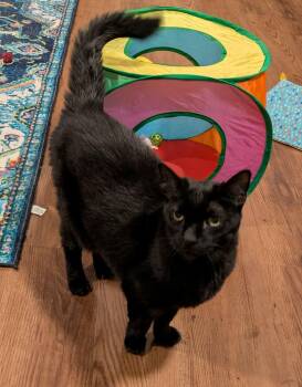 Raven - Hyperthyroid Senior -  Domestic Short Hair Cat for Adoption in West Richland, Washington - Raven - Hyperthyroid Senior | PetCurious