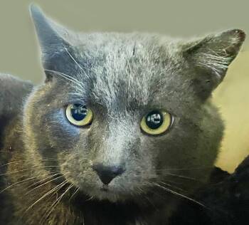 Rescue Domestic Short Hair Cats for Adoption in Mansfield, Ohio - William | PetCurious