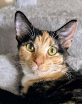 Rescue Domestic Short Hair Cats for Adoption in Blacksburg, Virginia - Debris | PetCurious