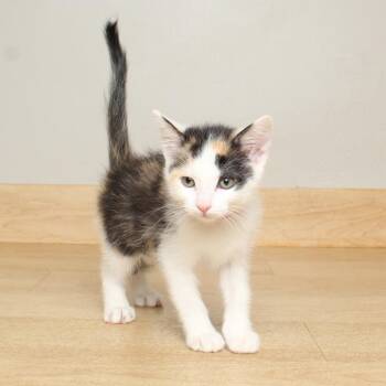 Mew *FIV* C68631 -  Domestic Short Hair Cat for Adoption in Minnetonka, Minnesota - Mew *FIV* C68631 | PetCurious
