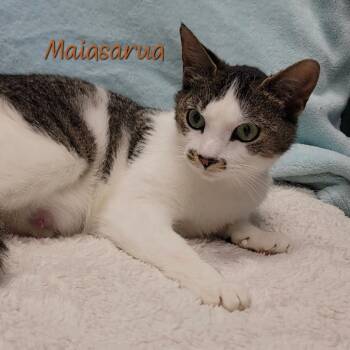 Maiasuara -  Domestic Short Hair Cat for Adoption in Parkersburg, West Virginia - Maiasuara | PetCurious