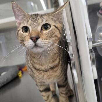 Kay -  Domestic Short Hair Cat for Adoption in Long Beach, Mississippi - Kay | PetCurious
