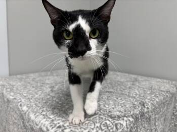 Domestic Short Hair Cats Available for Adoption in Frankfort, Indiana - Reese | PetCurious