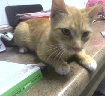 Domestic Short Hair Cats Available for Adoption in Tallahassee, Florida - MANGO | PetCurious