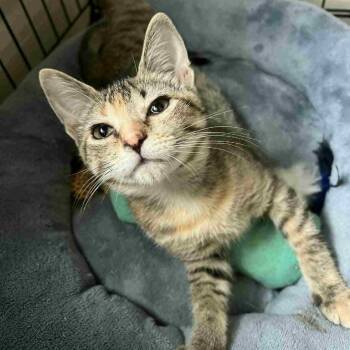 Rescue Domestic Short Hair Cats for Adoption in Leander, Texas - Bambi | PetCurious