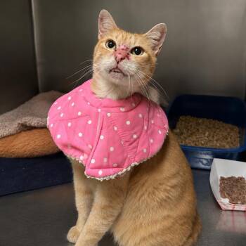 Agent -  Domestic Short Hair Cat for Adoption in Titusville, Florida - Agent | PetCurious