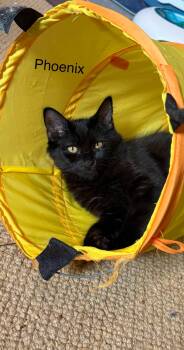 Phoenix -  Domestic Short Hair Cat for Adoption in Burnaby, British Columbia - Phoenix | PetCurious