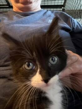 *FLASH -  Domestic Short Hair Cat Available for Adoption in Woodland, California - *FLASH | PetCurious