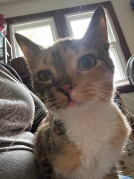 Domestic Short Hair Cats Available for Adoption in Grand Rapids, Michigan - River | PetCurious