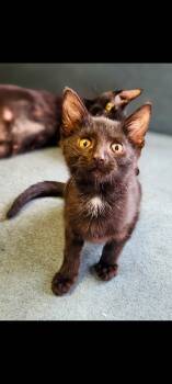 Rescue Domestic Short Hair Cats for Adoption in Lewis Center, Ohio - Joey (Friends Litter 2) | PetCurious