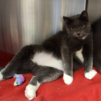 Mittens -  Domestic Short Hair Cat for Adoption in York, Pennsylvania - Mittens | PetCurious