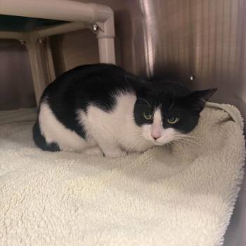 Sam -  Domestic Short Hair Cat for Adoption in Meadow Lake, Saskatchewan - Sam | PetCurious