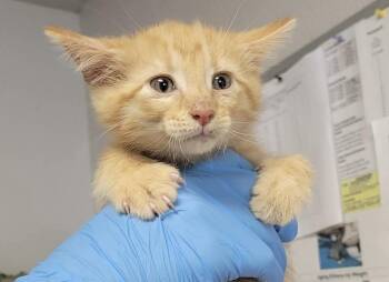 Domestic Short Hair Cats Available for Adoption in Bolivar, Missouri - Moose | PetCurious