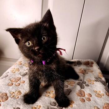 Putzie -  Domestic Short Hair Cat for Adoption in Green Bay, Wisconsin - Putzie | PetCurious