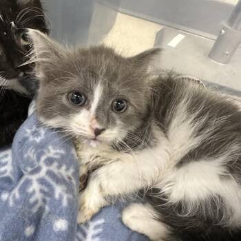 Sailor -  Domestic Medium Hair Cat for Adoption in Evansville, Indiana - Sailor | PetCurious