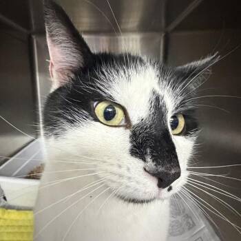 Domestic Short Hair Cats Available for Adoption - Dean | PetCurious