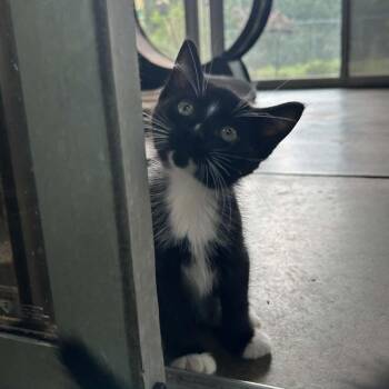 Larry -  Domestic Medium Hair Cat for Adoption in Tyler, Texas - Larry | PetCurious